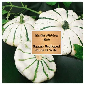 NEW - Jaune Et Verte, Scallop Summer Squash, Heirloom Seeds - Vegetable Seeds - Non GMO - Buckeye Heirloom Seeds