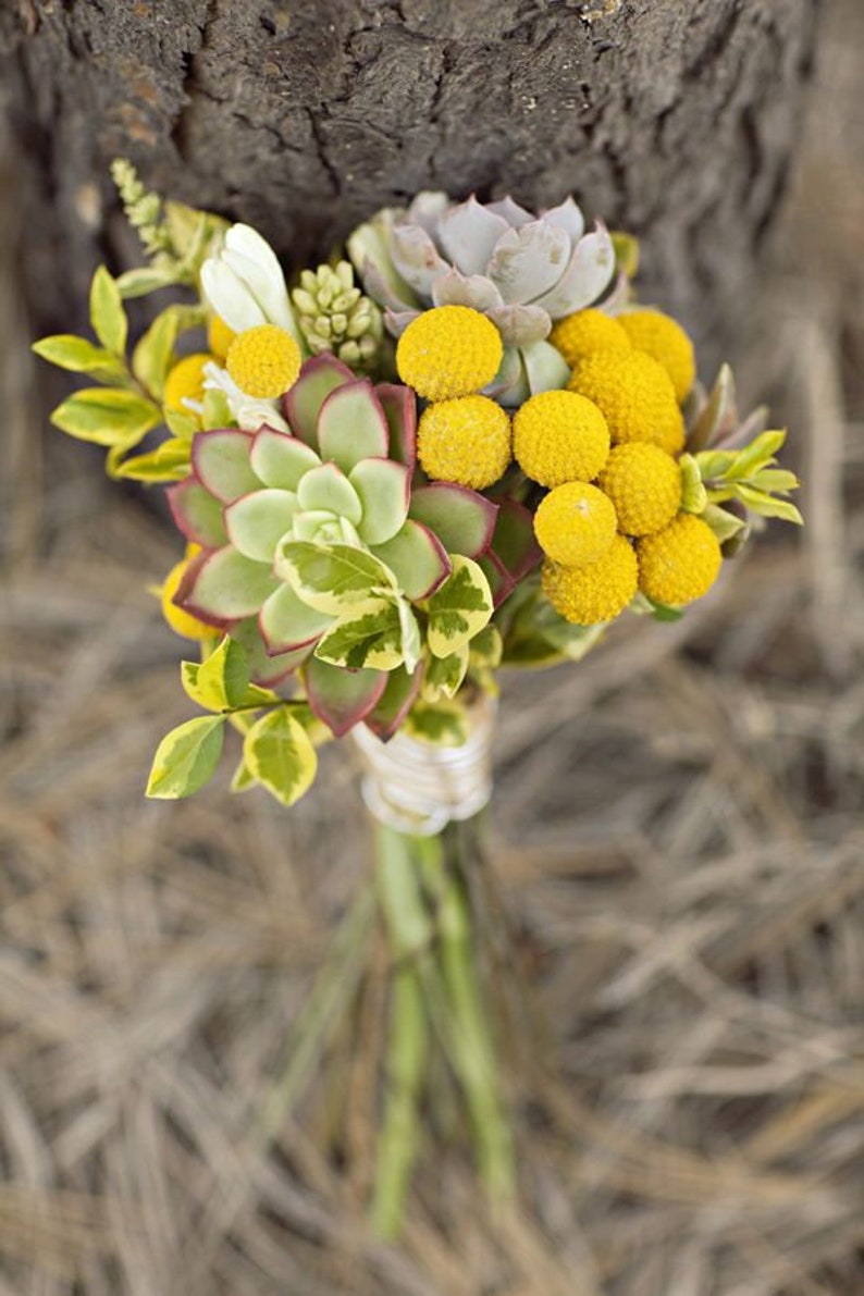 Billy Buttons 50 Flower Seeds Craspedia Globosa Billy | Etsy