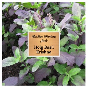 Krishna - Holy Basil Seeds - Healing Herb - Non Gmo - Krishna Tulsi - (Ocimum tenuiflorum) - Insect Repellent - Buckeye Heirloom Seeds