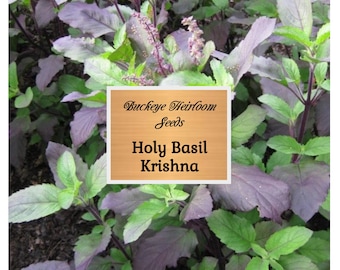 Krishna - Holy Basil Seeds - Healing Herb - Non Gmo - Krishna Tulsi - (Ocimum tenuiflorum) - Insect Repellent - Buckeye Heirloom Seeds