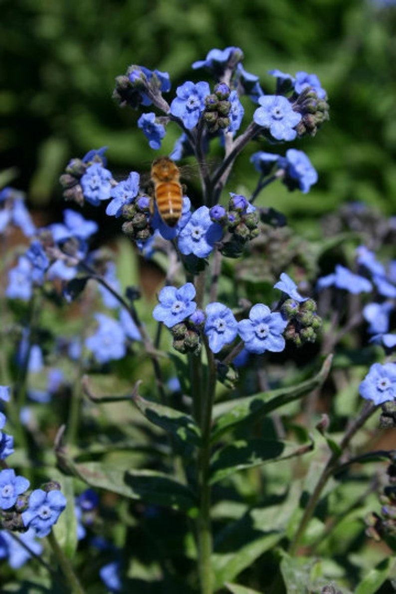 Blue Me Not Flower Seeds cynoglossum Amabile 300 Etsy