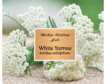 May include: Close-up of white yarrow flowers with small, clustered blooms. The image includes a label that reads "Buckeye Heirloom Seeds" and "White Yarrow Achillea millefolium". The flowers are set against a blurred green background.