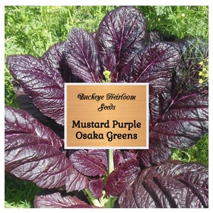 Mustard Purple Osaka - Mustard Green Seeds - (Brassica juncea) - Non-GMO - Heirloom - Vegetable - Buckeye Heirloom Seeds