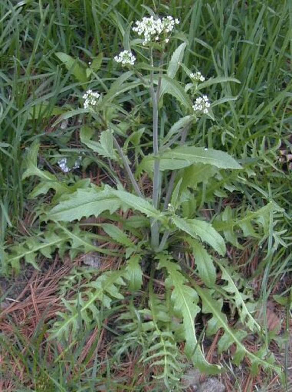 Shepherds Purse Capsella bursa-pastoris 100 Seeds | Etsy