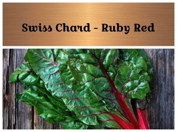 Ruby Red Swiss Chard Non Gmo Heirloom Grow Indoors Etsy