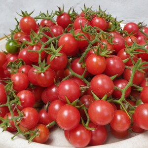 May include: A bowl filled with ripe, red cherry tomatoes on the vine. The tomatoes are a vibrant red color, with green stems and leaves. One green tomato is visible among the red ones. The tomatoes are in a white bowl.