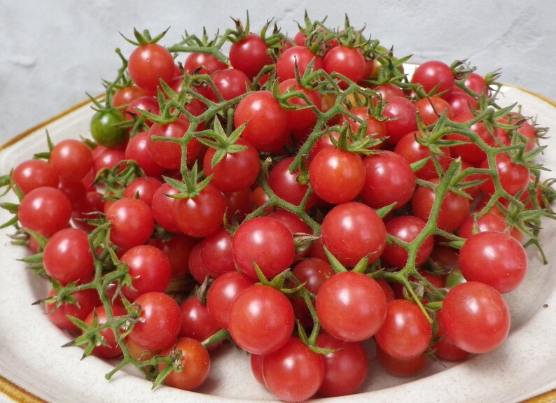 May include: A bowl filled with ripe, red cherry tomatoes on the vine. The tomatoes are a vibrant red color, with green stems and leaves. One green tomato is visible among the red ones. The tomatoes are in a white bowl.