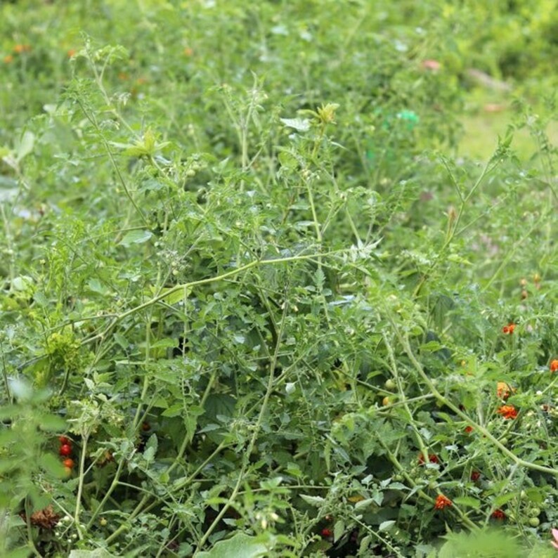 May include: A lush, green tomato plant with numerous stems and leaves. Small, unripe green tomatoes are visible, along with clusters of ripe, red tomatoes. The image captures a vibrant garden scene.