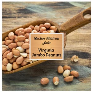 Peanuts, Virginia Jumbo - Heirloom Seeds - Valencia - Non GMO (Arachis hypogaea) - Buckeye Heirloom Seeds