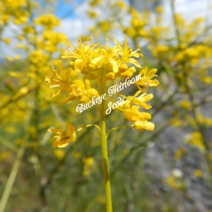 Isatis tinctoria Nature Blue Dye Plant Seeds Buckeye Heirloom Seeds image 4