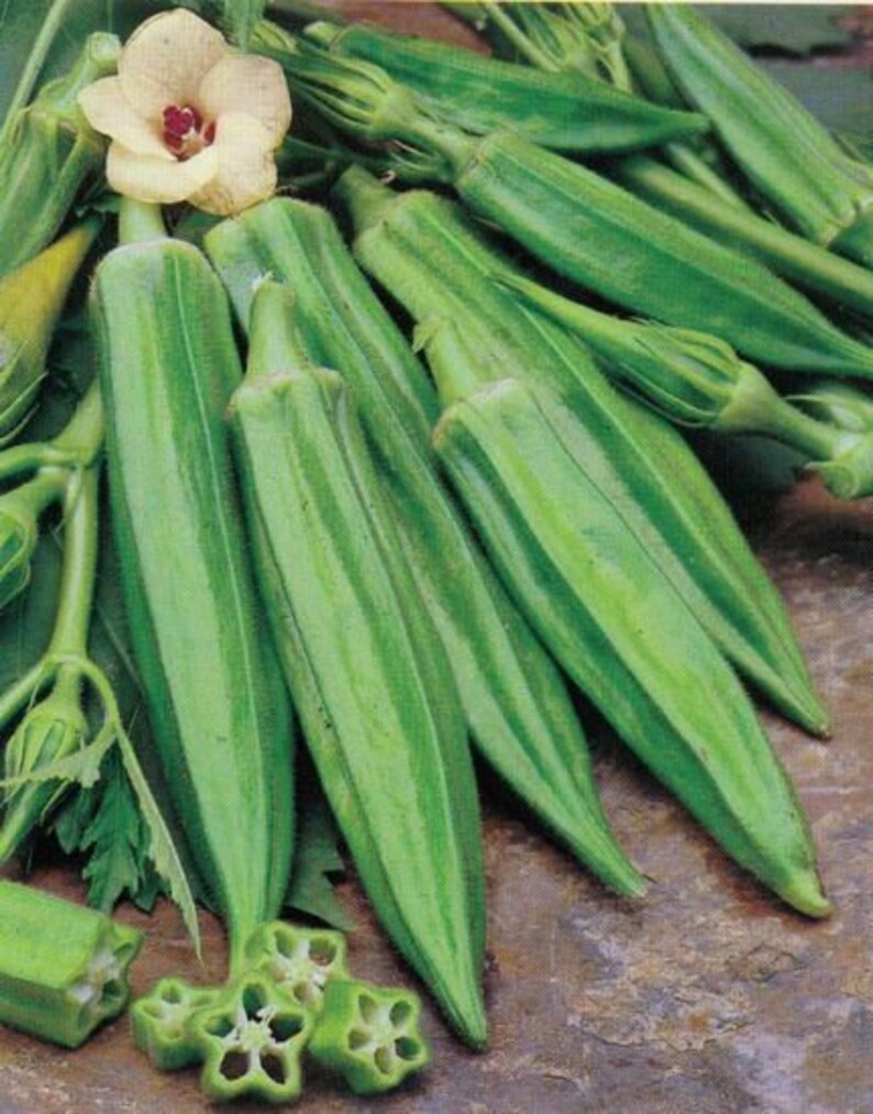 Clemson Spineless Green Okra 50 seeds Heirloom Etsy
