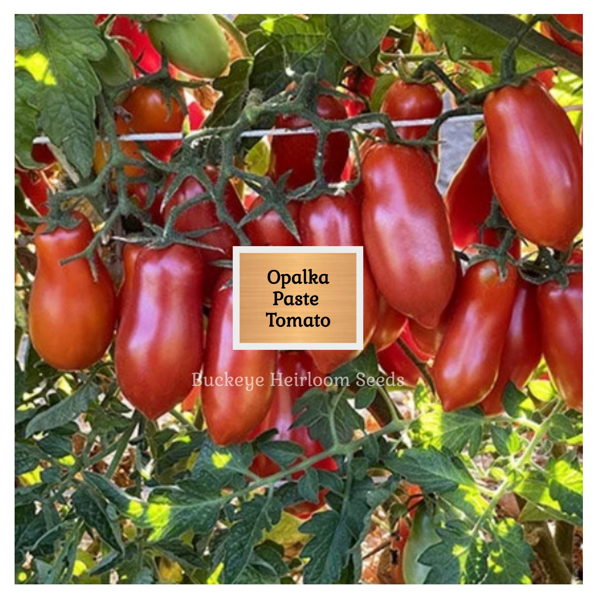 Opalka - Tomato Seeds - Heirloom Tomato - 25+ Seeds - Sweden