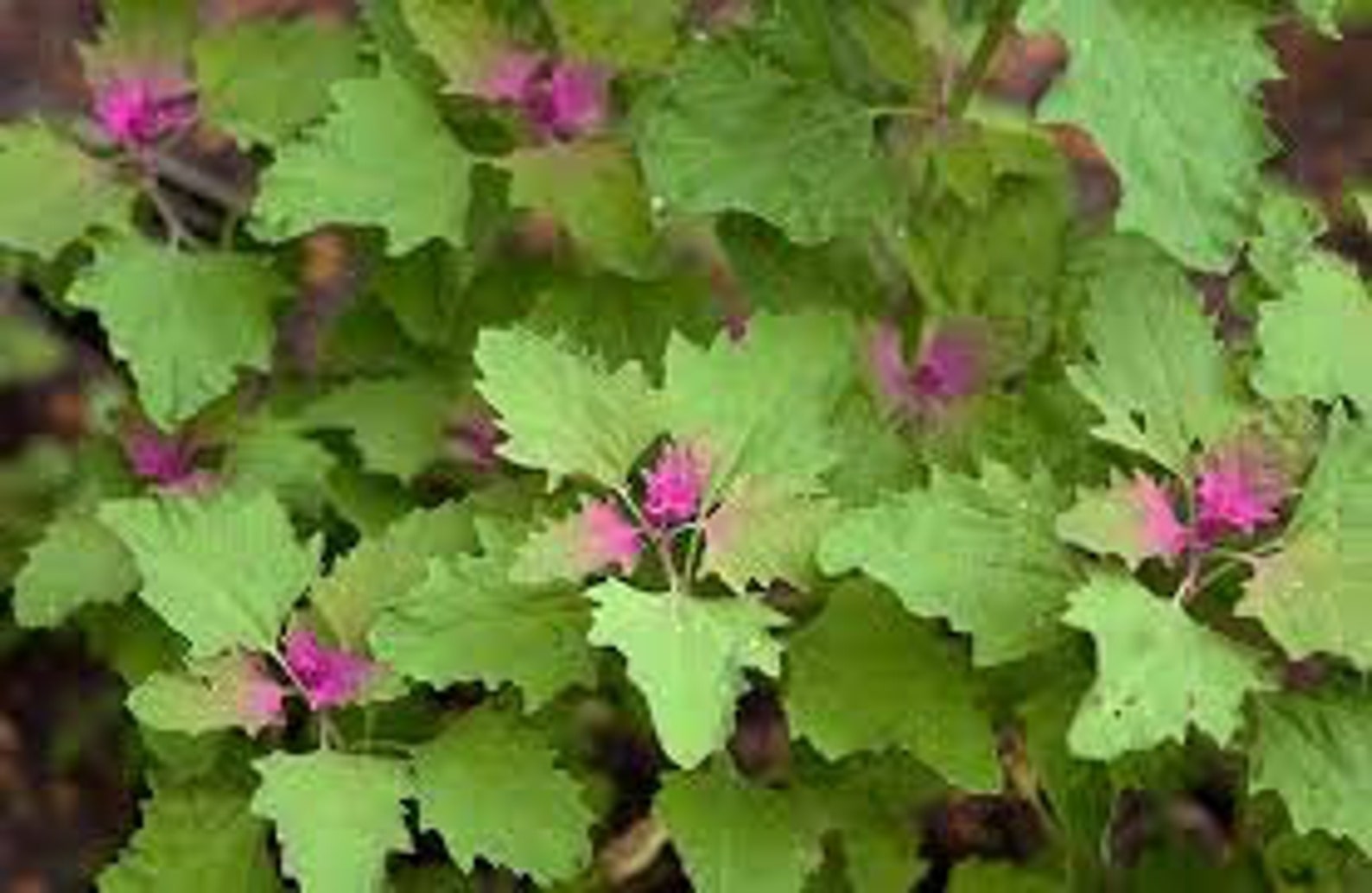 Lambs Quarter Seeds Edible Very Nutritious AKA Goosefoot Etsy