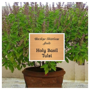 100 - Tulsi - Holy Basil Seeds - Healing Herb - Non Gmo -  (Ocimum tenuiflorum) - Insect Repellent