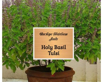 100 - Tulsi - Holy Basil Seeds - Healing Herb - Non Gmo -  (Ocimum tenuiflorum) - Insect Repellent