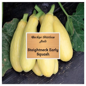 Staightneck Early Squash - Seeds - Heirloom - Non GMO