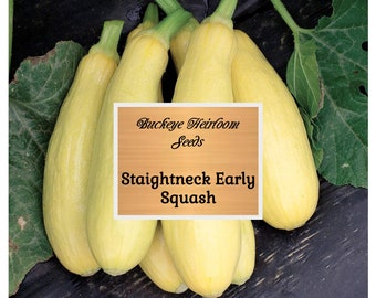 May include: A cluster of pale yellow Straightneck Early Squash, with green stems and leaves, are displayed on a dark surface. The image includes a sign that reads "Buckeye Heirloom Seeds" and "Straightneck Early Squash."