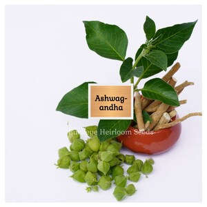 May include: An image featuring ashwagandha, showcasing green leaves, small green seed pods, and dried roots in a red bowl. The text "Ashwagandha" is displayed on a wooden sign. The image is set against a white background.
