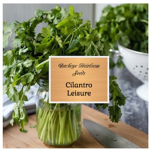 200 - Cilantro (Coriander) Leisure - Heirloom Seeds - Culinary Herb (Coriandrum sativum) - Buckeye Heirloom Seeds