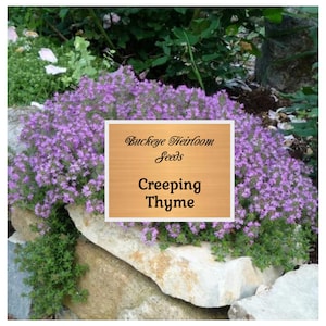 Creeping Thyme - Heirloom Seeds - Ornamental groundcover & Culinary Herb - GMO Free (Thymus serpyllum)