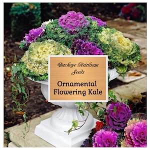 Kale Ornamental  - "Flowering Kale" - Seeds - GMO Free (Brassica oleracea) Ornamental and Edible