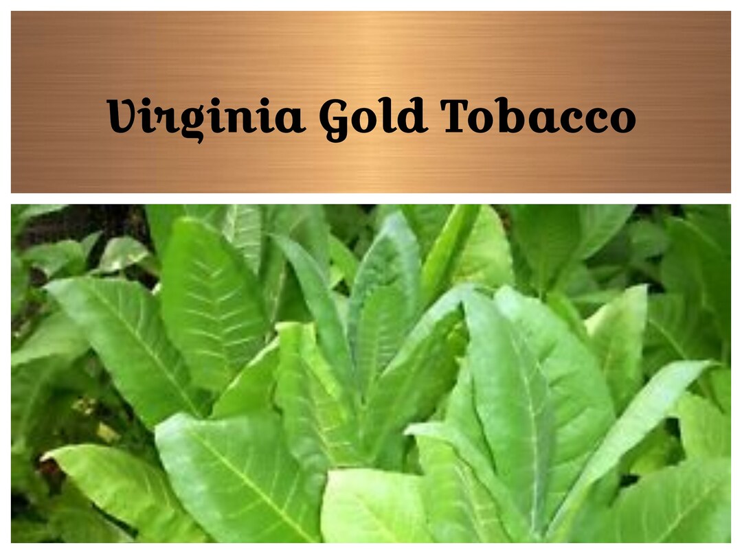Virginia Gold Tobacco Seeds – 1000+ Heirloom Nicotiana Tabacum – Womack Farms