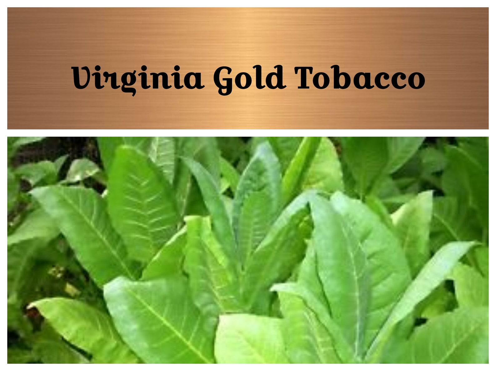 Virginia Gold Tobacco Seeds Heirloom Nicotiana Tabacum Etsy