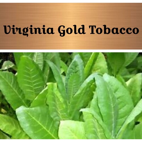 Magic Garden Seeds Virginia Gold Tabaksamen – 500 Samen, Helle Sorte Für Zigaretten & Pfeifen