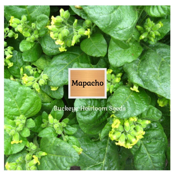 organic mapacho tobacco Mapacho - Aztec Ceremonial - Tobacco - Nicotiana Rustica - Makhorka - Seeds
