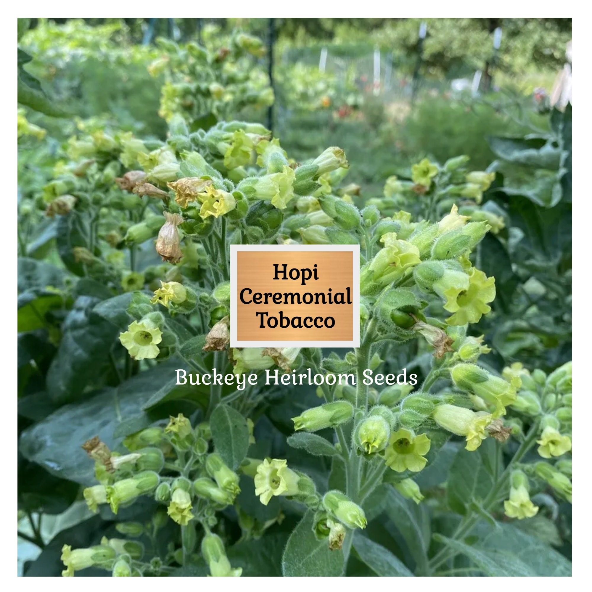 Hopi Tobacco Seeds - Nicotiana Rustica - Ceremonial Heirloom