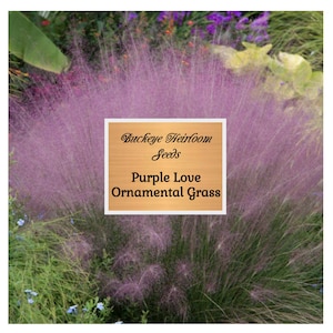 Purple Love Grass Seeds -  Ornamental Grass - (Eragrostis spectabilis) - Buckeye Heirloom Seeds