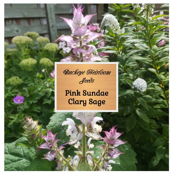 Pink Sundae - Sage Seeds - Healing Herb - Attracts Pollinators - Non-Gmo - Aroma-Therapy - Buckeye Heirloom Seeds
