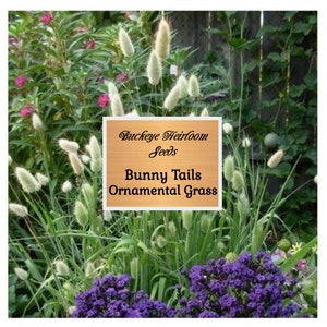 Bunny Tails -  Ornamental Grass - Hare&#39;s Tail Grass - Lagurus  - Buckeye Heirloom Seeds