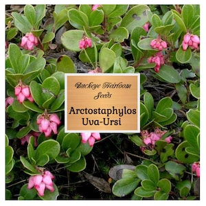 Bearberry - Arctostaphylos Uva-Ursi Kinnikinnick Pinemat Manzanita Flower Seeds