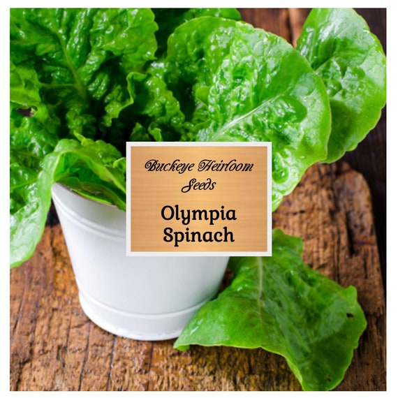 Olympia Spinach Seeds - NON-GMO Smooth Leaf Variety, Easy To Grow In Zones 3-12