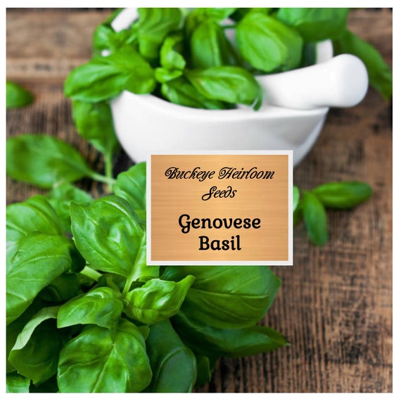 Genovese Basil Seeds: Buckeye Heirloom Culinary Herb