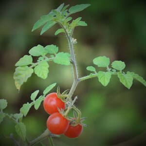 May include: A close-up of a tomato plant with three ripe, red tomatoes. The plant has green leaves and a thin, textured stem. The background is a blurred green, suggesting a garden setting. The tomatoes are small and round.