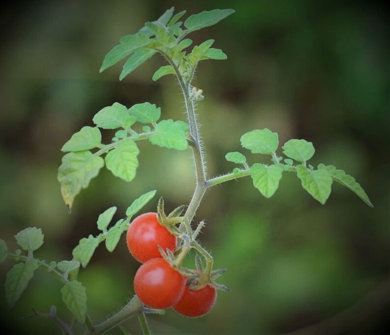 May include: A close-up of a tomato plant with three ripe, red tomatoes. The plant has green leaves and a thin, textured stem. The background is a blurred green, suggesting a garden setting. The tomatoes are small and round.
