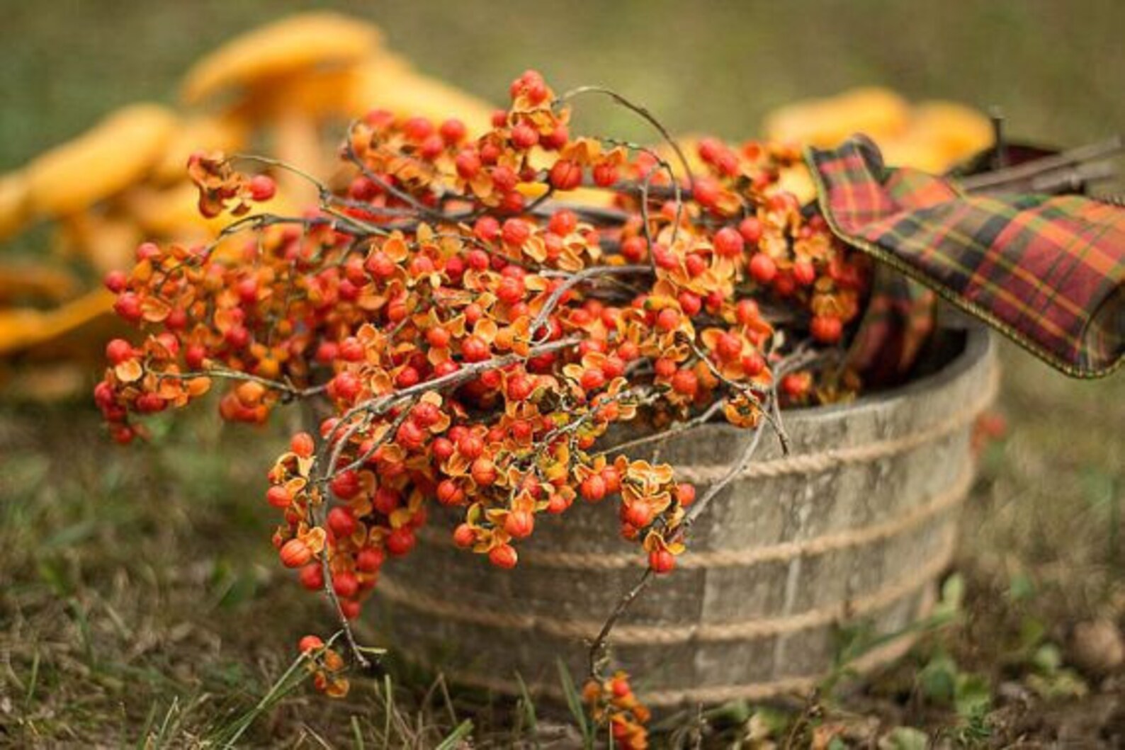 Bittersweet Seeds American Climbing Bittersweet celastrus Scandens Add
