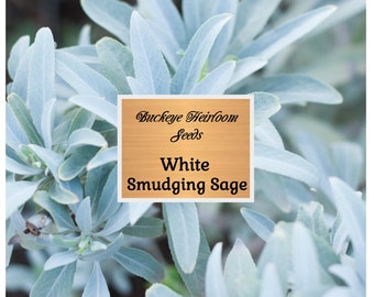 White Sage Seeds - Smudging, Ceremonial - Buckeye Heirloom