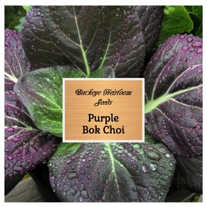 Bok Choy - Purple Magic Pak Choi Hybrid - Seeds - Non GMO