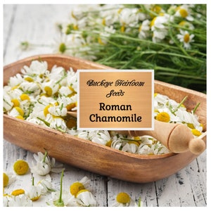 Roman Chamomile Seeds -  Non GMO - Healing Herb - Buckeye Heirloom Seeds