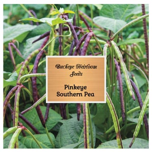 Mississippi Pinkeye Purplehull Pea - Heirloom - Non GMO - Buckeye Heirloom Seeds