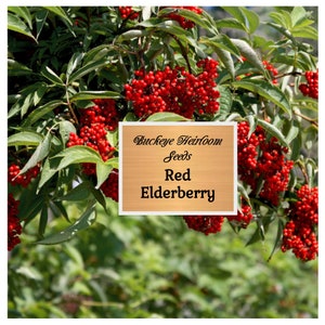 1000+ Bulk Red Elderberry Seeds - (Sambucus racemosa) - Organic - Non GMO - Healing and Culinary - Buckeye Heirloom Seeds