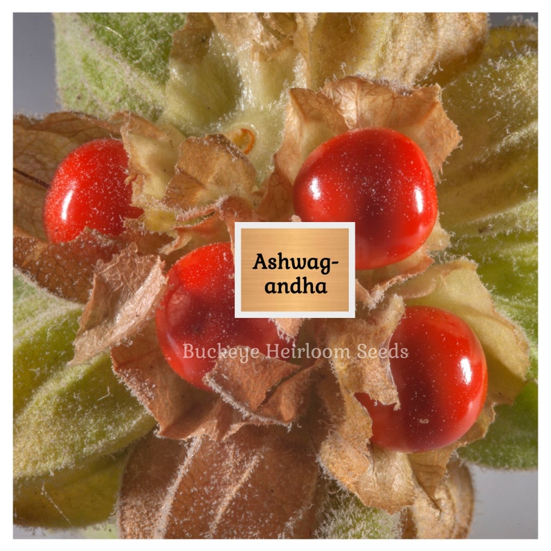 May include: Close-up of ashwagandha berries, featuring vibrant red, round fruits nestled within dried, beige husks. The image includes text that reads "Ashwagandha" and "Buckeye Heirloom Seeds". The berries are surrounded by green and beige foliage.