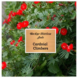 Cardinal Climber Vine Seeds (Ipomoea Quamoclit Cardinalis) - Attracts Butterfly and Hummingbirds - Buckeye Heirloom Seeds