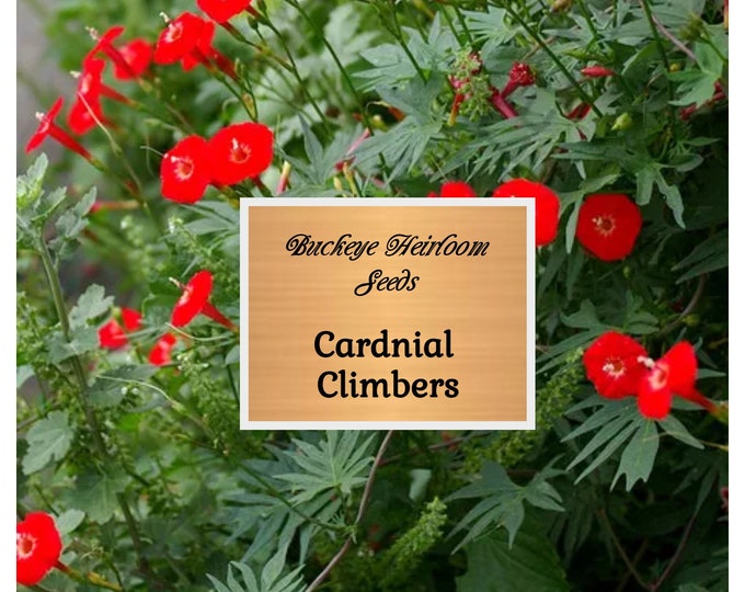 Cardinal Climber Vine Seeds ipomoea Quamoclit Cardinalis Attracts