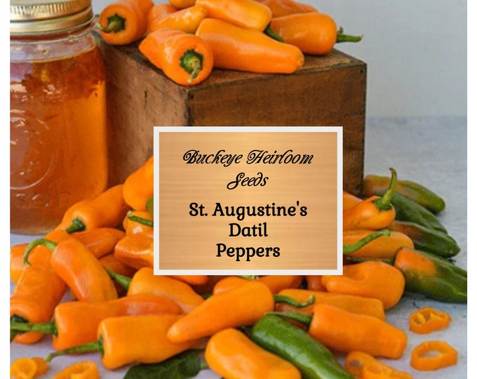 Datil Pepper, World's Hottest Chile, Fruity Flavor, 10 Rare Seeds, Old Heirloom From St