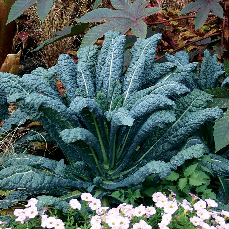 Lacinato Kale Black Tuscan Dinosaur Kale 200 Seeds Etsy