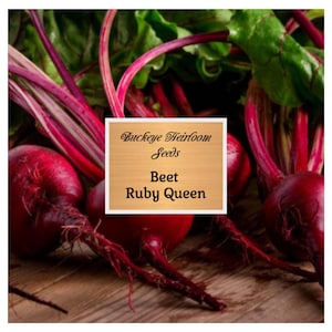 May include: Freshly harvested beets with vibrant red roots and green leaves. The image features the text "Buckeye Heirloom Seeds" and "Beet Ruby Queen" on a wooden background. These beets are a great addition to any garden.